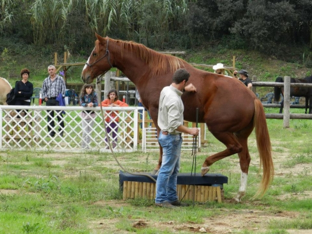  horse exhibition 